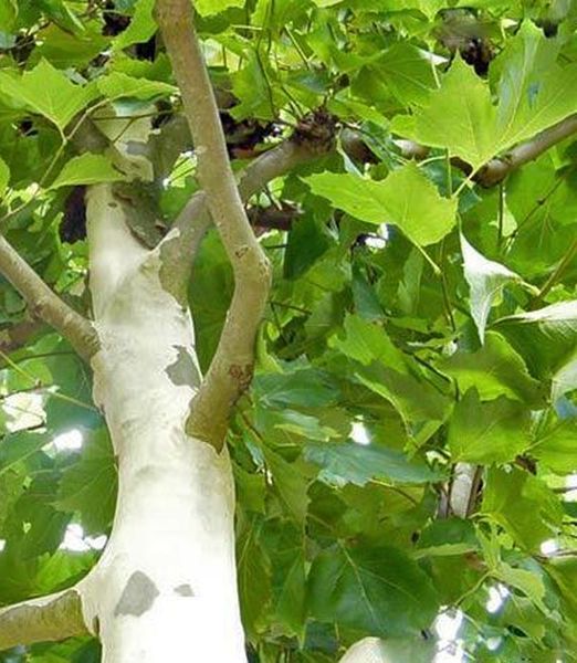 Platanus acerifolia 'Alpen's Globe'